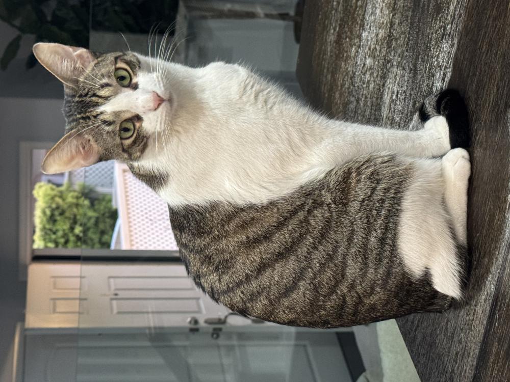 Image of Micah, Lost Cat