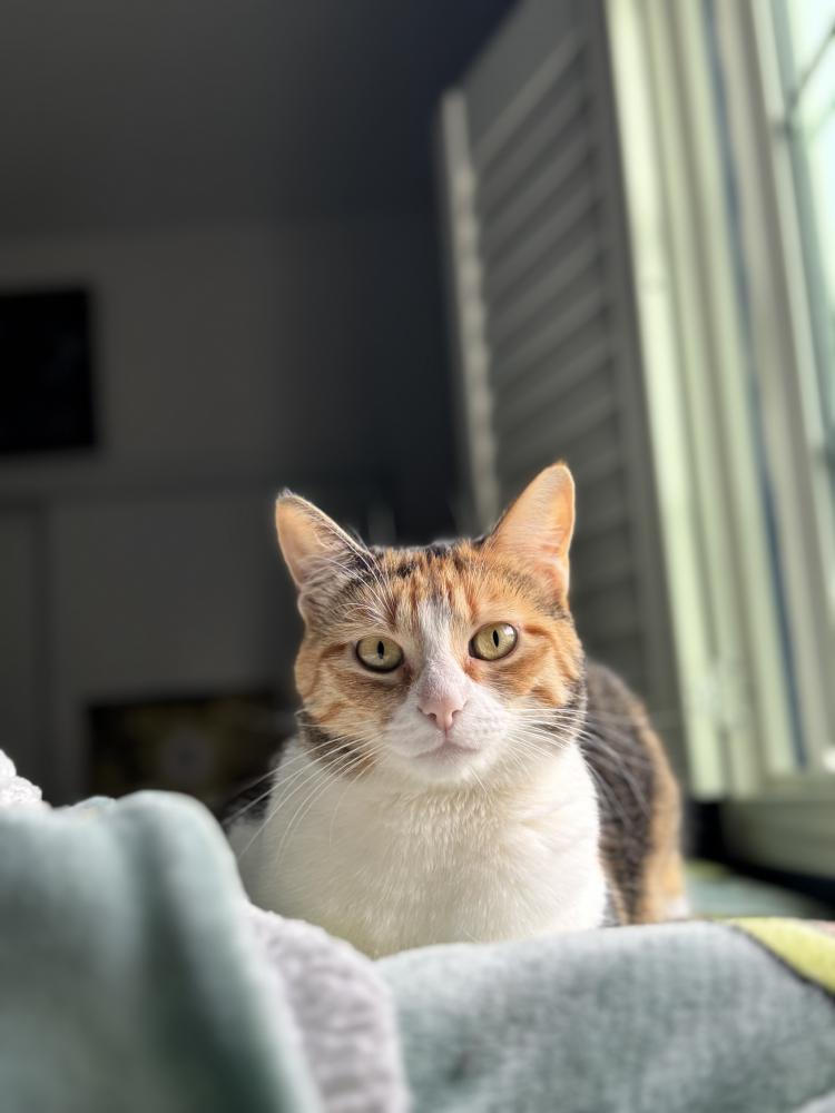 Image of Princess, Lost Cat