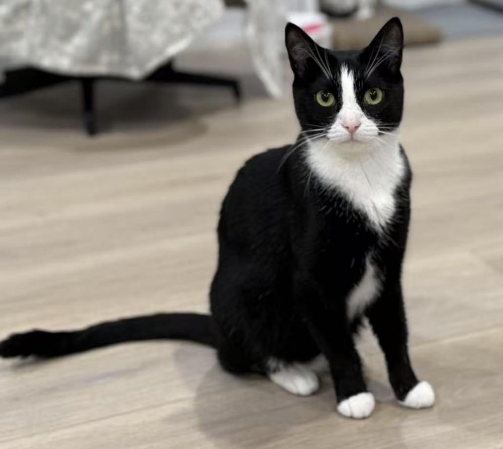 Image of Boba, Lost Cat
