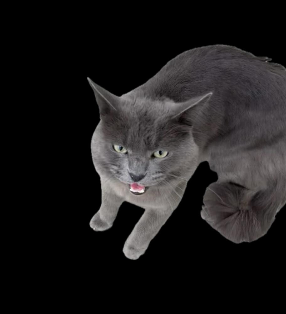 Image of unknown, Found Cat