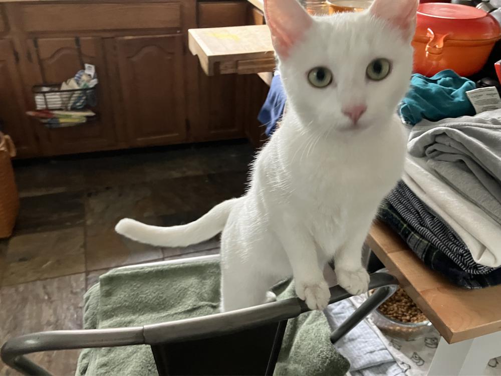 Image of Deaf Cat - Princess, Lost Cat