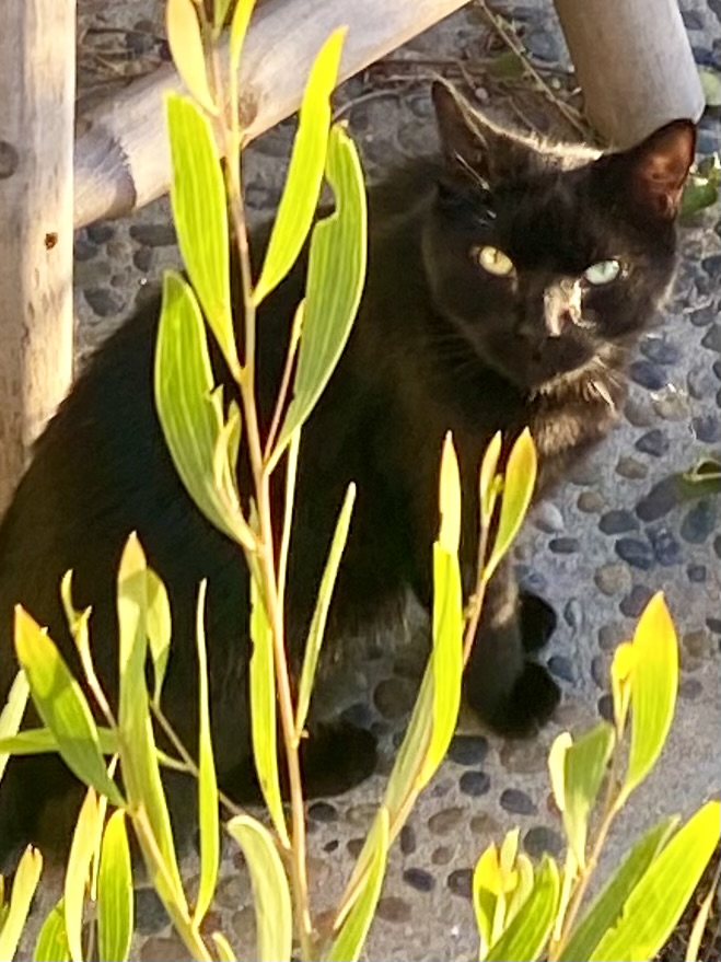 Image of Rufus, Lost Cat
