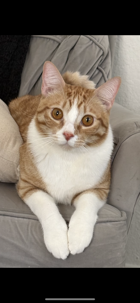 Image of Dorito, Lost Cat