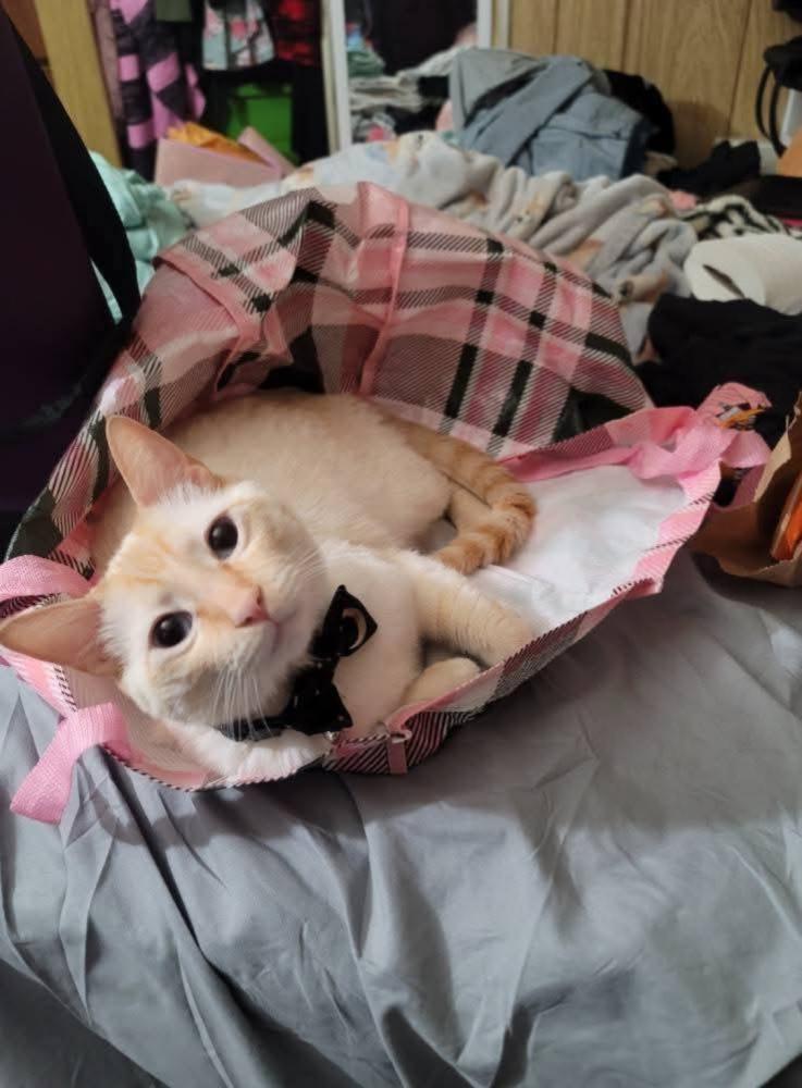 Image of Jasper, Lost Cat