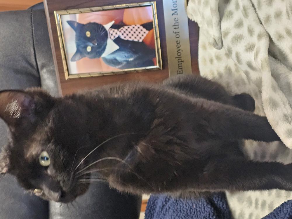 Image of Panther, Lost Cat