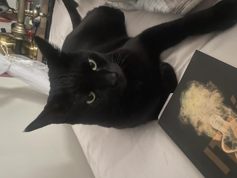 Image of Raysha, Lost Cat