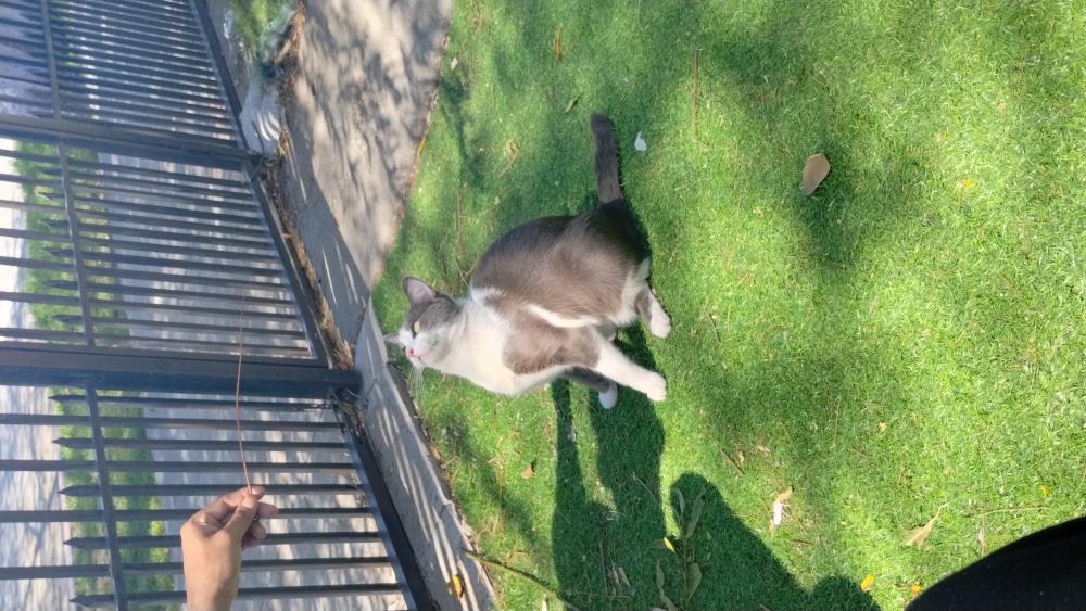 Image of Suagr, Lost Cat