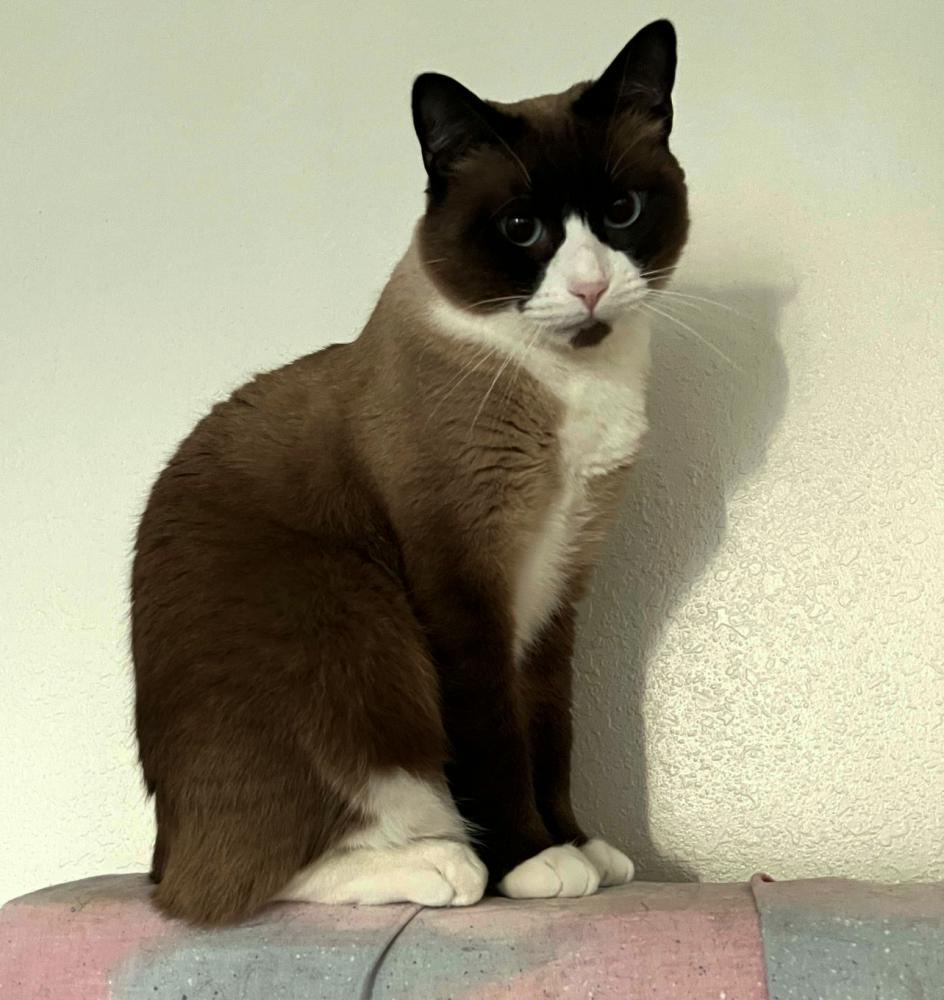 Image of Duckie, Lost Cat
