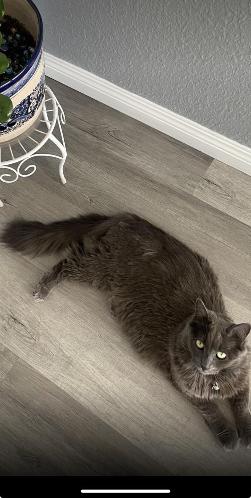 Image of Meadow, Lost Cat
