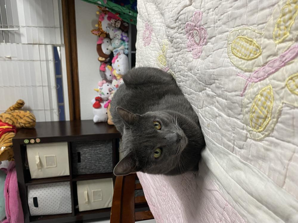 Image of Tosis, Lost Cat