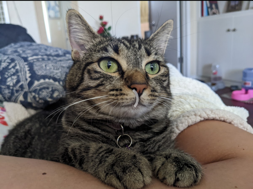 Image of Chloe, Lost Cat