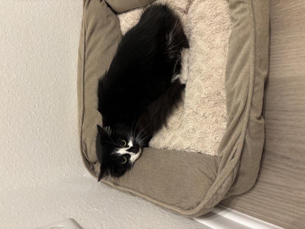 Image of Oreo, Lost Cat