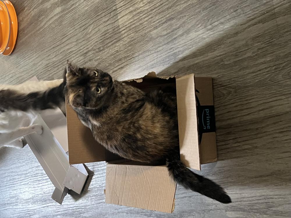 Image of Ava, Lost Cat