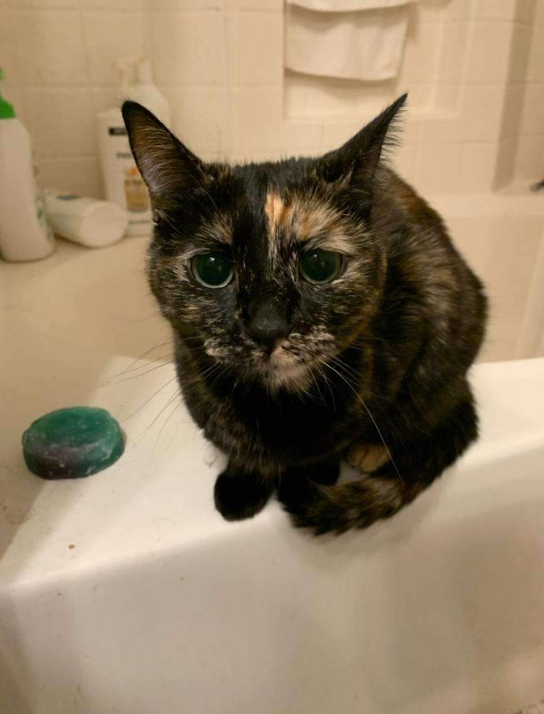 Image of George, Lost Cat