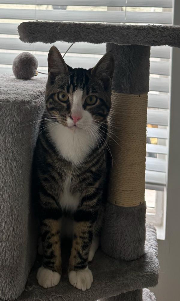 Image of Tarzan, Lost Cat
