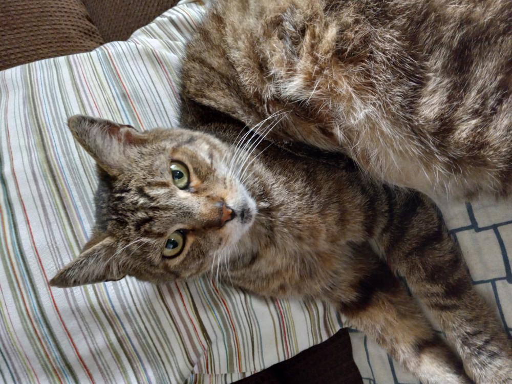 Image of Ruckus, Lost Cat