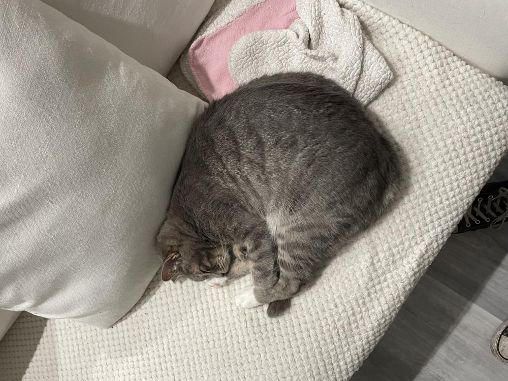 Image of Purrcy, Lost Cat