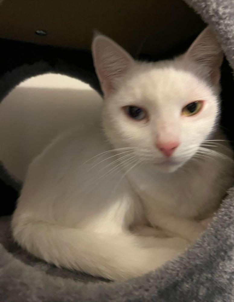 Image of Ava, Lost Cat