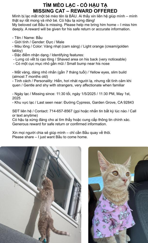 Image of bau, Lost Cat