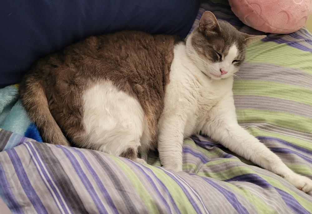 Image of JACK, Lost Cat