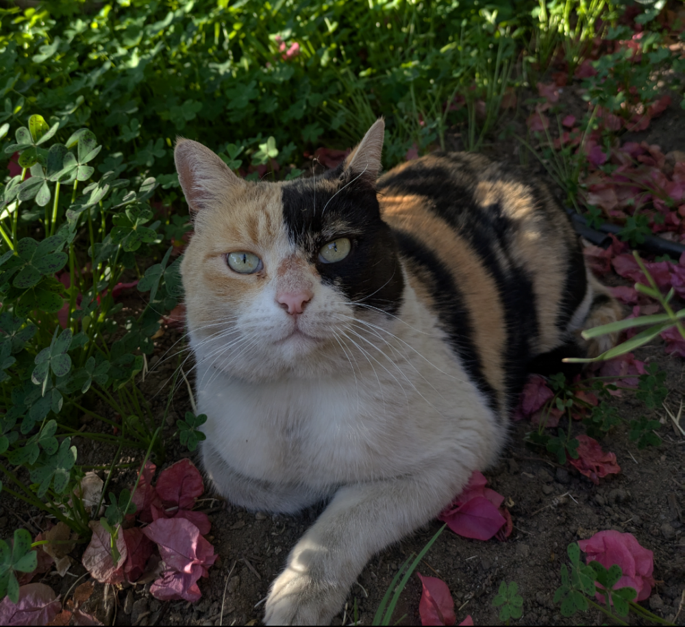 Image of Chatón, Lost Cat