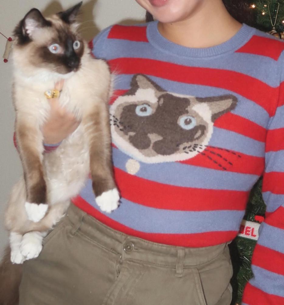Image of Brisket, Lost Cat