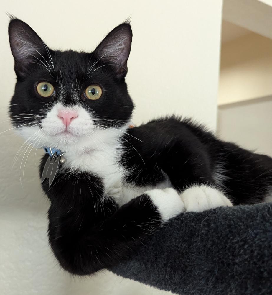 Image of Zion, Lost Cat