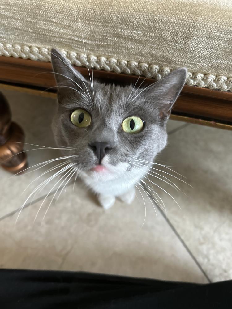 Image of shiba, Lost Cat