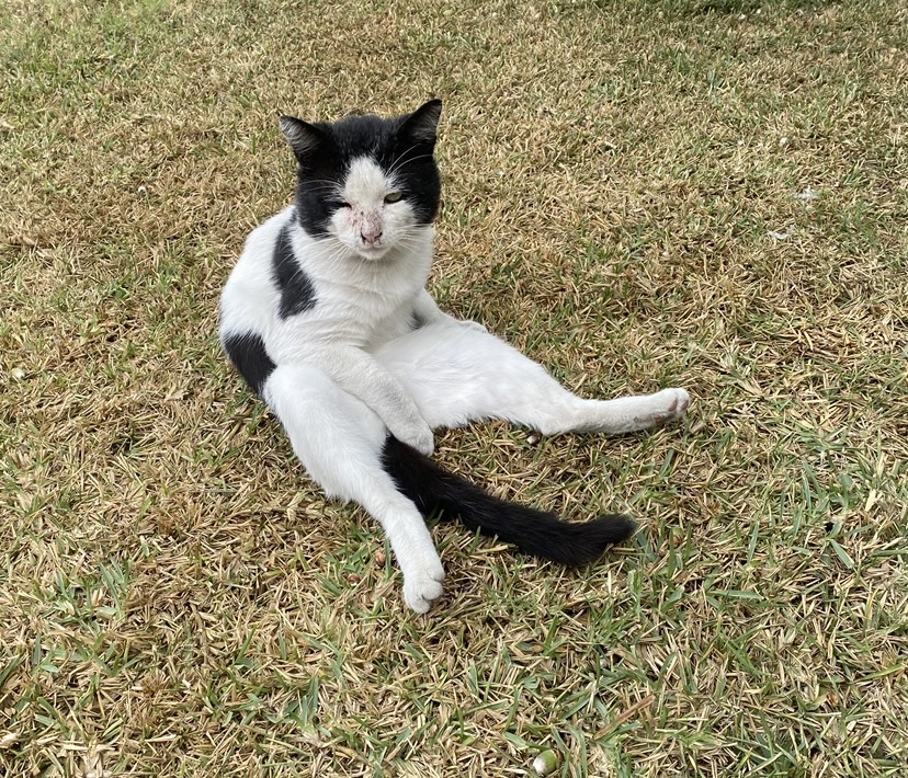 Image of Wybie, Lost Cat