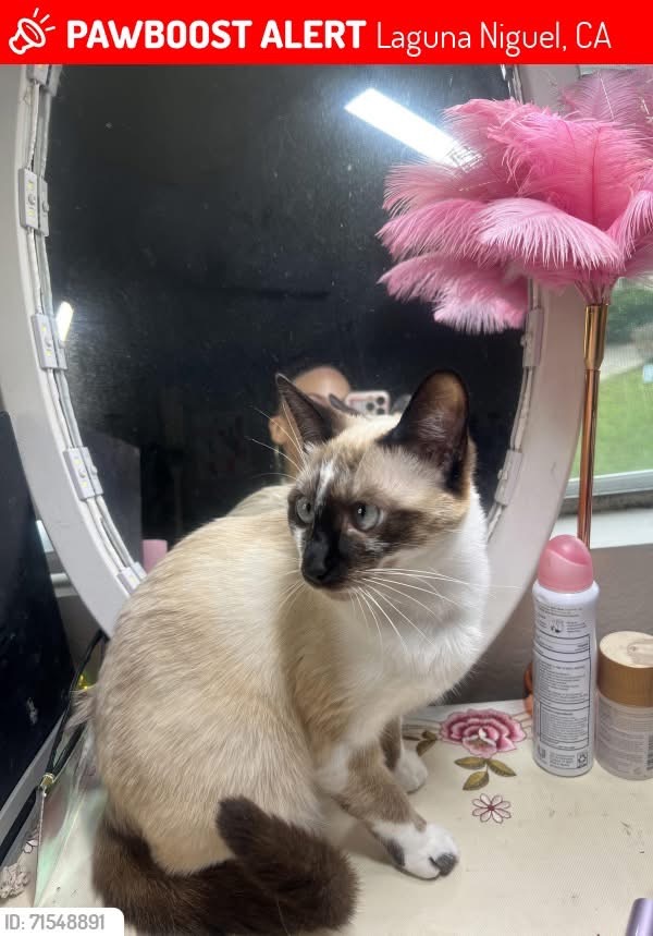 Image of Luna eclipse, Lost Cat