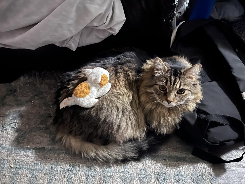 Image of Chewy, Lost Cat