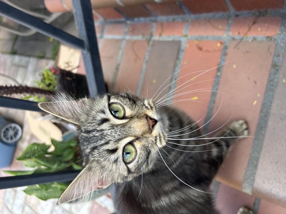Image of Unknown, Found Cat