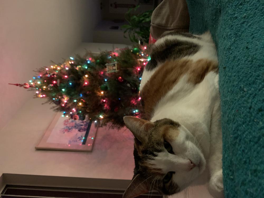 Image of Keeva, Lost Cat
