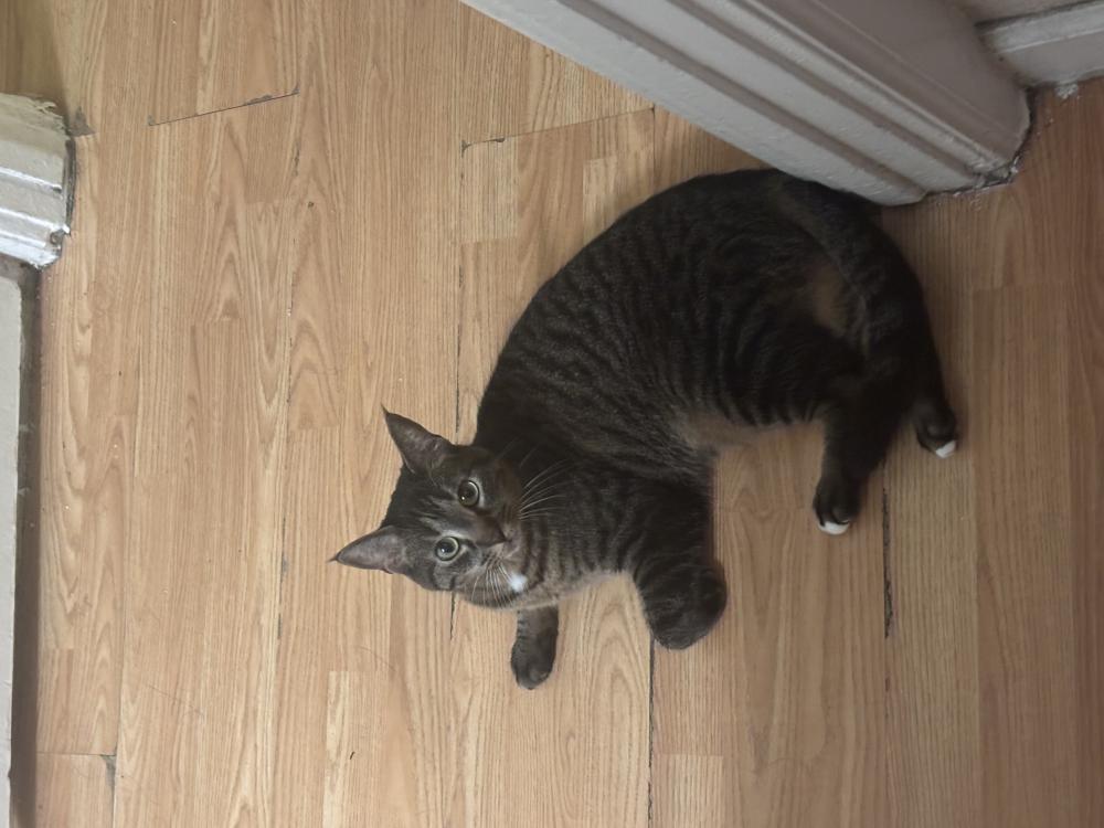 Image of Luna, Lost Cat