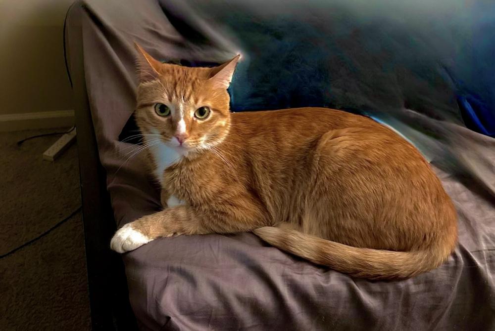 Image of Baba, Lost Cat