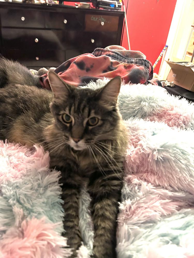 Image of Koko, Lost Cat