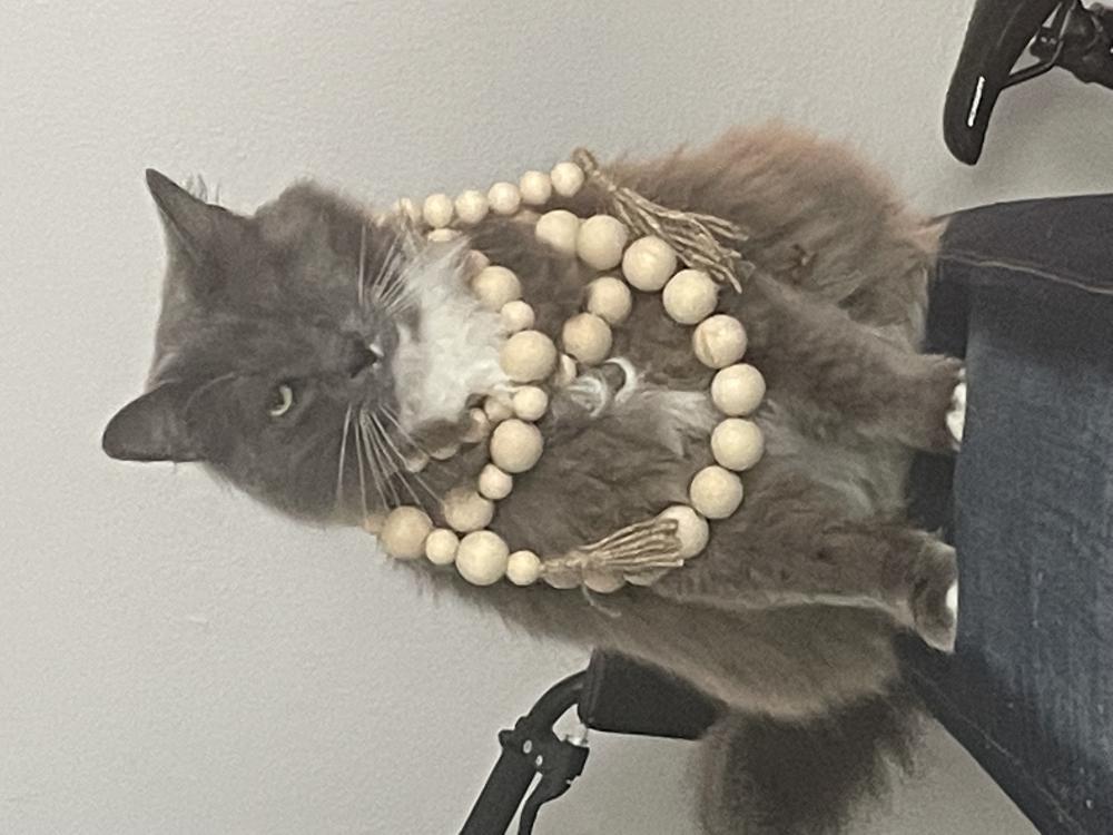 Image of Kubo, Lost Cat