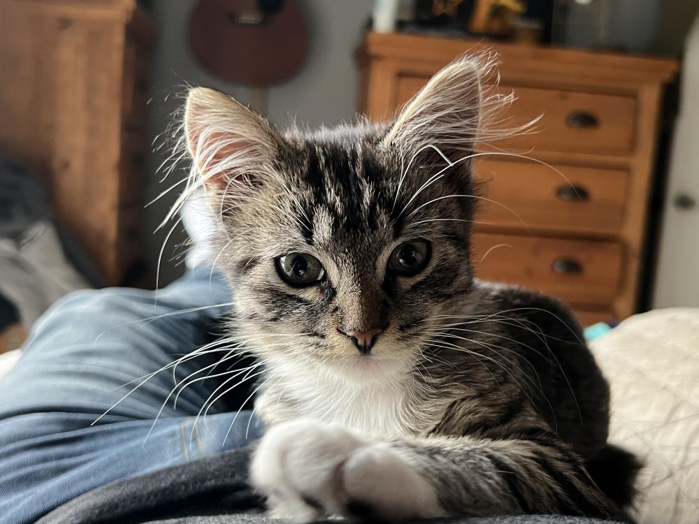 Image of Sparky, Lost Cat