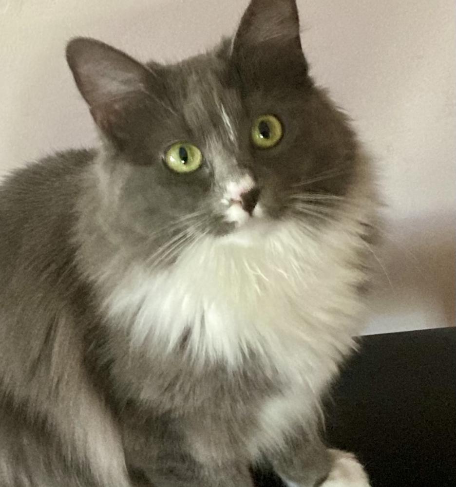 Image of Tutu, Lost Cat