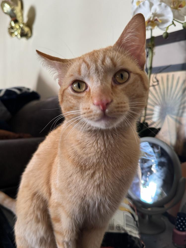 Image of Naruto, Lost Cat