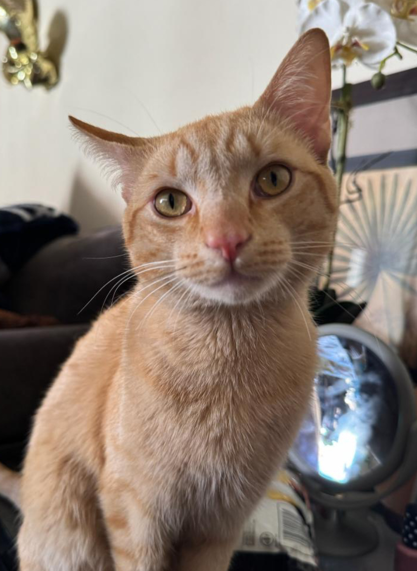 Image of Naruto, Lost Cat