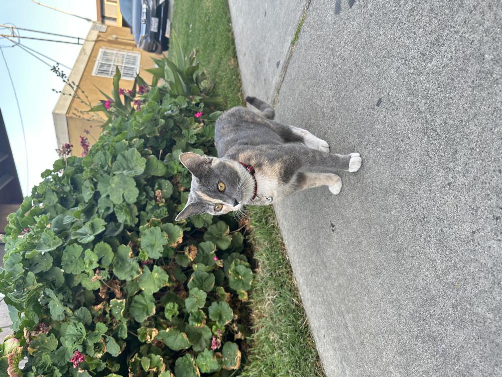 Image of Unknown, Found Cat