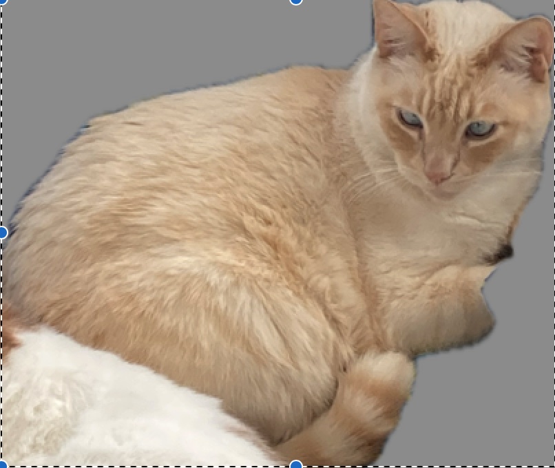 Image of Casper, Lost Cat