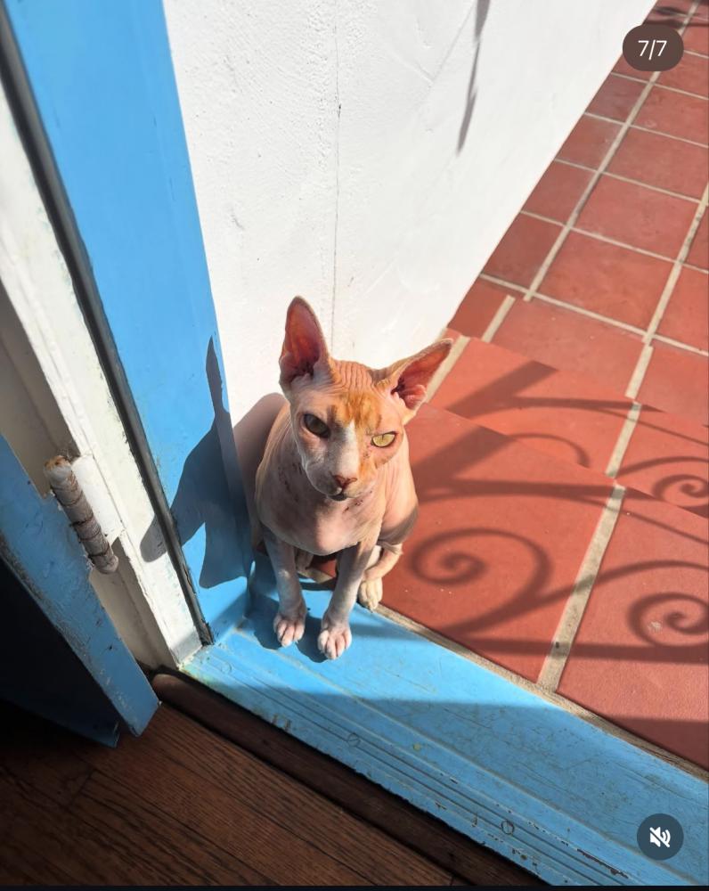 Image of Homie, Lost Cat