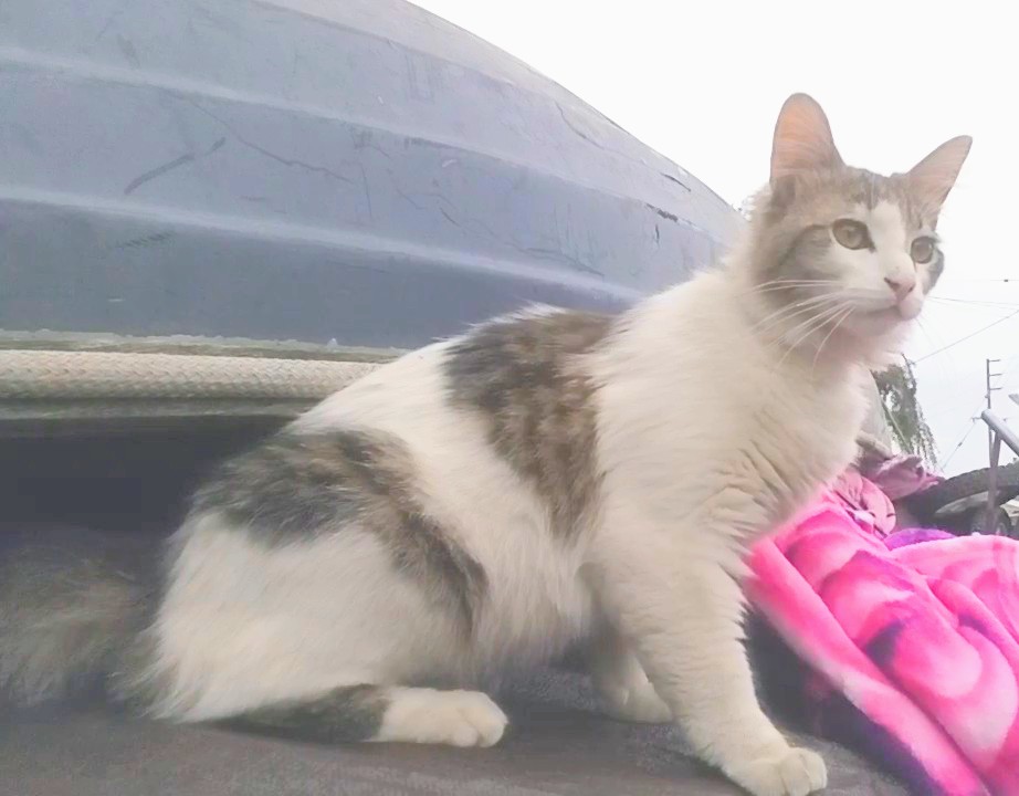 Image of Clyde, Lost Cat