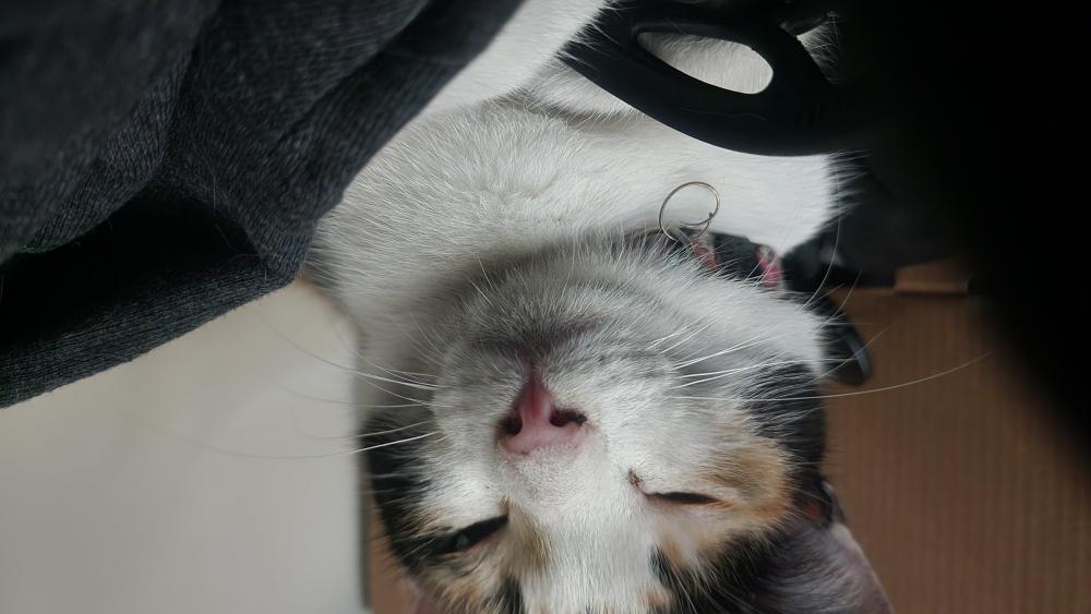 Image of Unknown, Found Cat