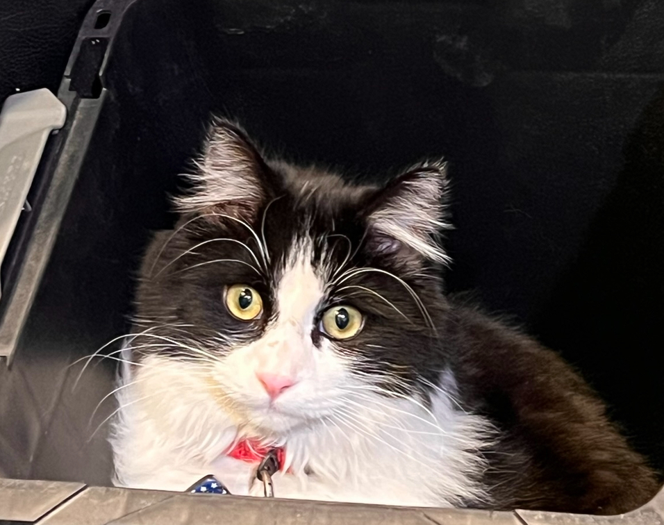 Image of Figgy, Lost Cat