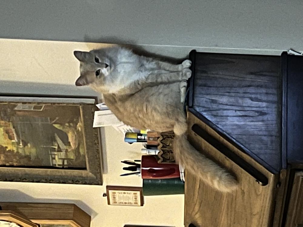 Image of Goblino, Lost Cat