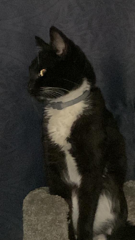 Image of Lee Roy, Lost Cat