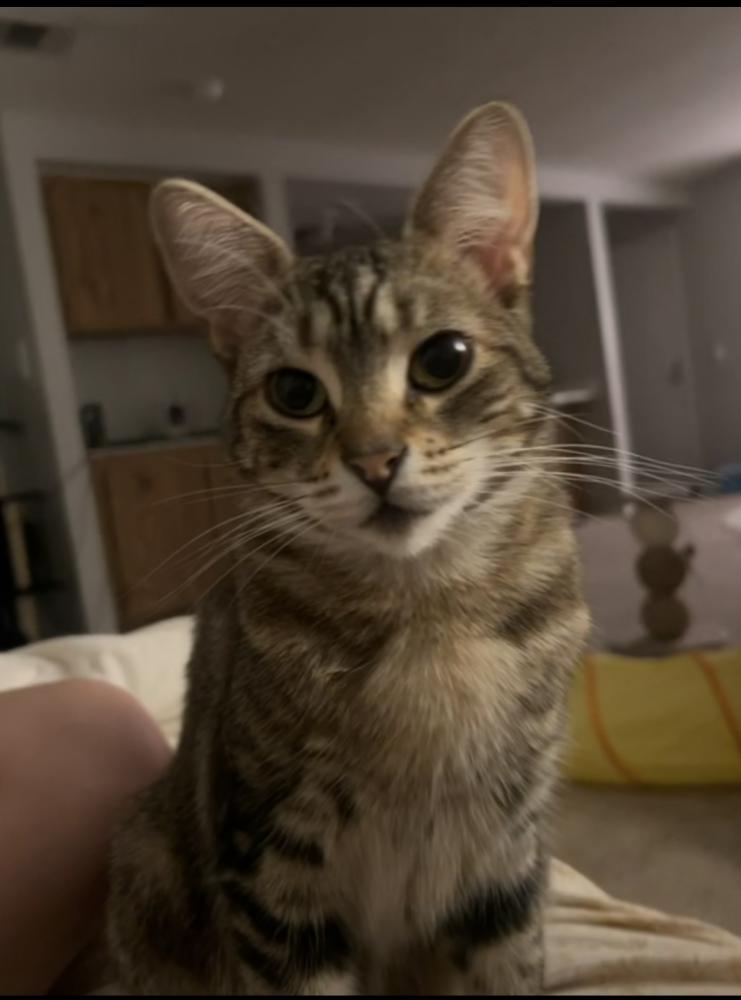 Image of Mitski, Lost Cat